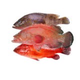 Ikan Sunu/kerapu 1kg (80k)