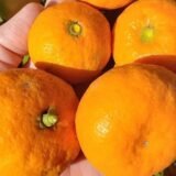 Jeruk Santang Madu 1kg (80k)