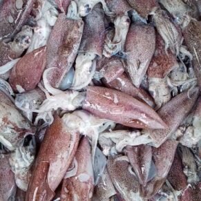 Cumi teropong kecil 1kg (70k)