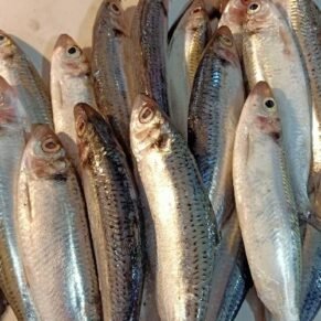 Ikan Sarden (25k)